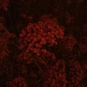 叙利亚年轻美女裸体交配视频网站
